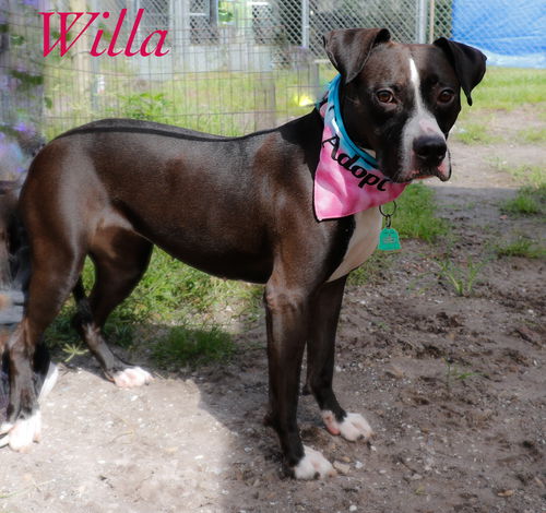 Willa