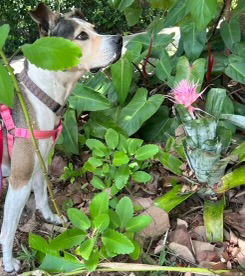 adoptable Dog in Sanford, FL named Precious