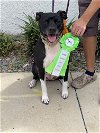 adoptable Dog in sanford, FL named Sweetie Pie *TRAINING CAMP GRADUATE*