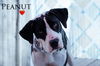 Peanut