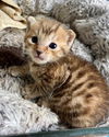 Winifred