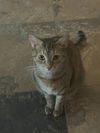 Winifred