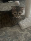 Winifred