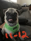 Brody
