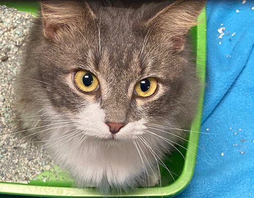 Ash  *FRONT DECLAWED*