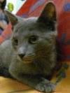 Toshu