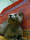 Toshu