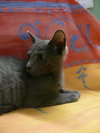 Toshu