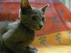 Toshu
