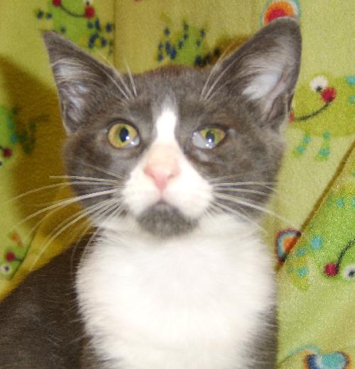 Persia the princess Kitten