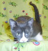 Persia the princess Kitten