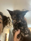 Pepper