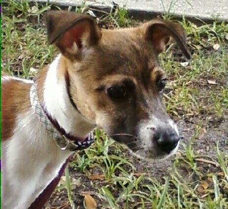Riley the Puppy