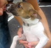 Riley the Puppy
