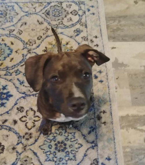Dozer