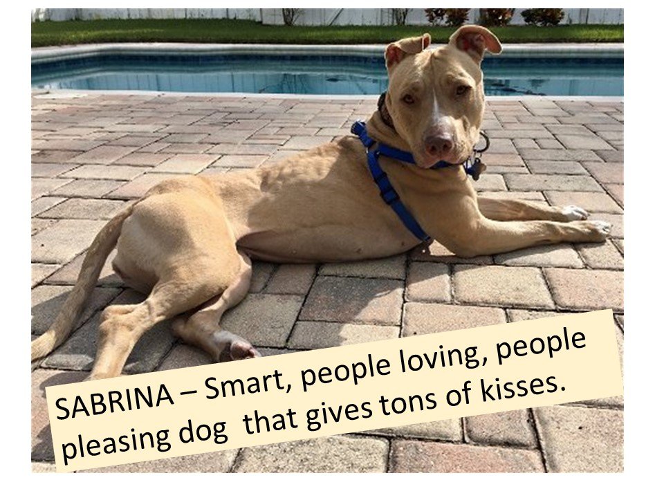 adoptable Dog in Sanford, FL named Sabrina