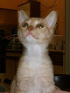 Spanky the Kitten