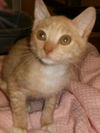 Spanky the Kitten