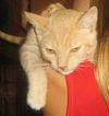 Spanky the Kitten