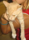 Spanky the Kitten