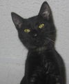 Horatio the Handsome Man