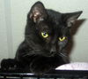 Horatio the Handsome Man