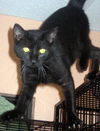 Horatio the Handsome Man