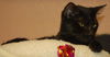 Horatio the Handsome Man
