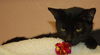 Horatio the Handsome Man