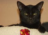 Horatio the Handsome Man