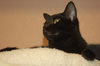 Horatio the Handsome Man