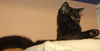 Horatio the Handsome Man