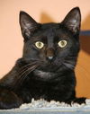Horatio the Handsome Man