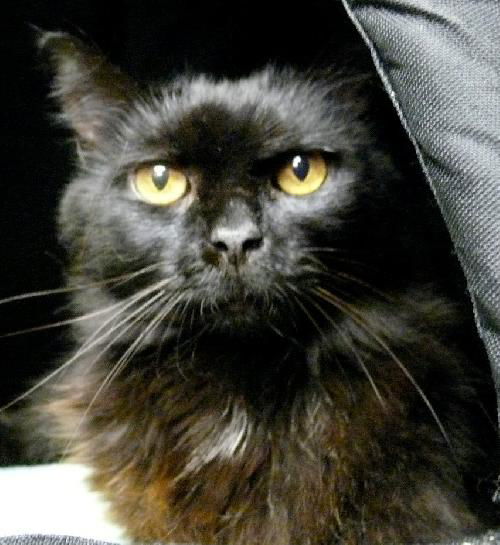 Geraldine the Sweet lady~Declawed