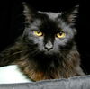 Geraldine the Sweet lady~Declawed