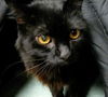 Geraldine the Sweet lady~Declawed