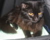 Geraldine the Sweet lady~Declawed