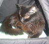 Geraldine the Sweet lady~Declawed