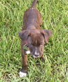 Hydra the Puppy