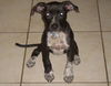 Neptune the Puppy