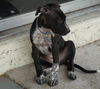 Neptune the Puppy
