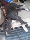 Neptune the Puppy