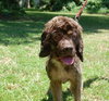 Hazelnut the Cocker Spaniel