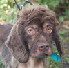 Hazelnut the Cocker Spaniel