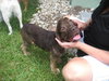 Hazelnut the Cocker Spaniel