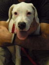 Becky the Puppy