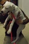 Becky the Puppy