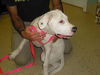 Becky the Puppy