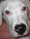 Becky the Puppy