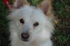 Mickie the American Eskimo